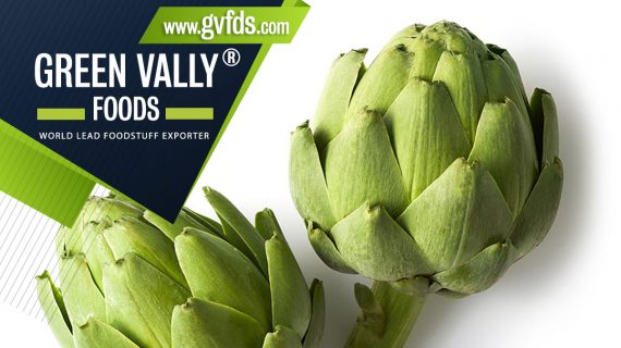 green valley foods bestlead foodstuff exporter in the world artichokes