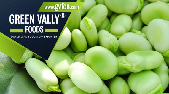 green valley foods bestlead foodstuff exporter in the world broad beans