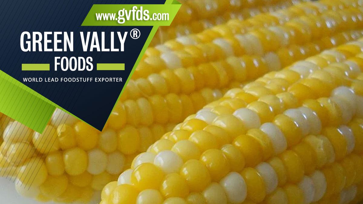 green valley foods bestlead foodstuff exporter in the world sweet corn on the cob