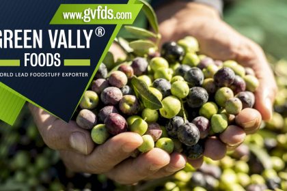 green valley foods bestlead foodstuff exporter in the world the olive harvest has started but still wait and see