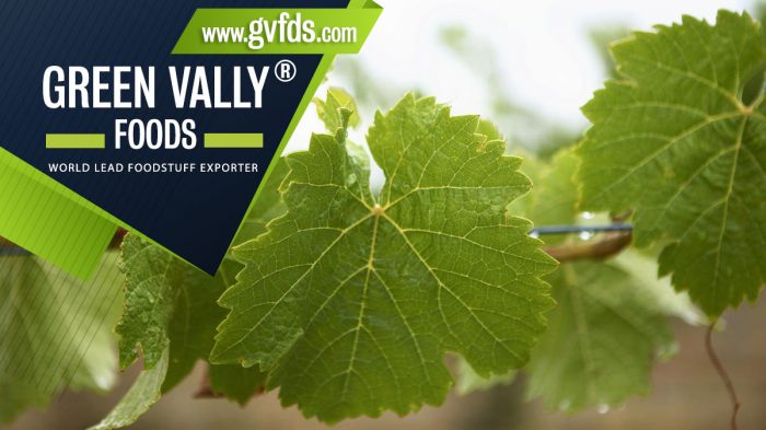 green valley foods bestlead foodstuff exporter in the world vine leaves